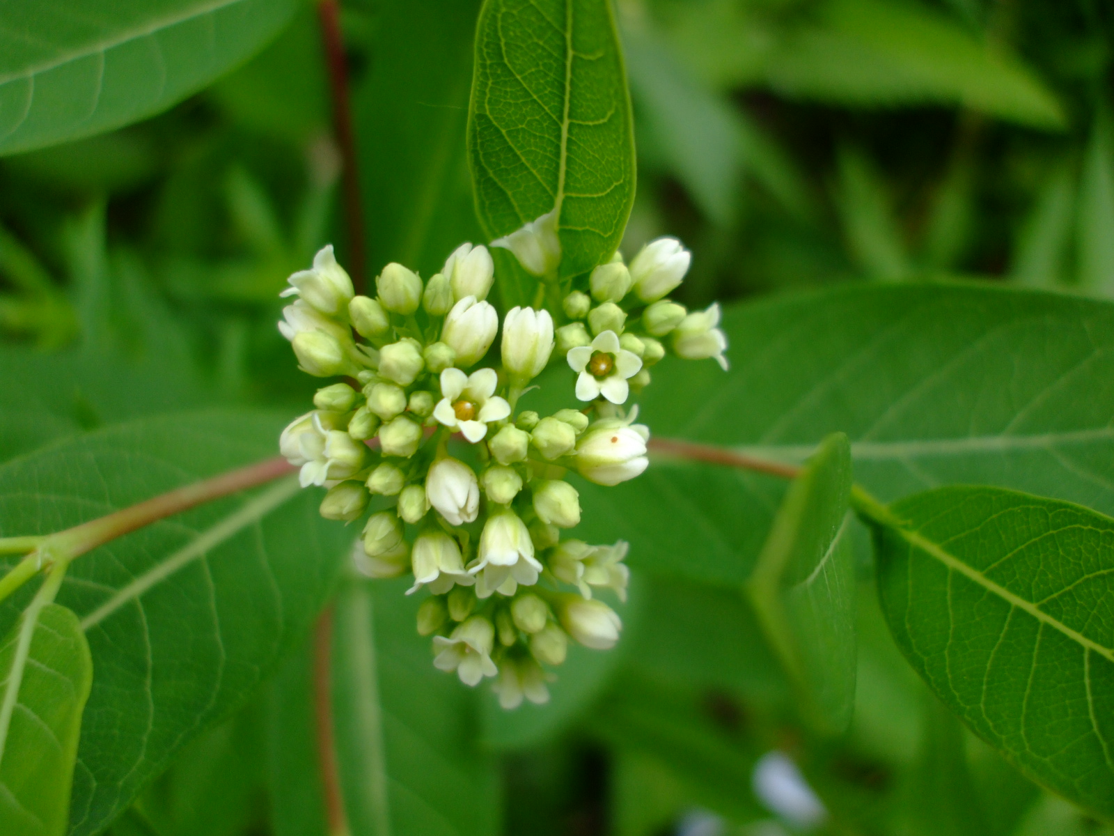 Apocynum cannabinum